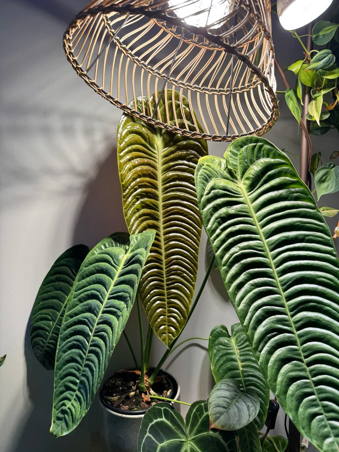 Kh&ocirc;ng phải trầu b&agrave; hay kim tiền, đ&acirc;y mới l&agrave; "vị vua" của g&oacute;c ban c&ocirc;ng năm nay: C&agrave;ng nu&ocirc;i l&aacute; c&agrave;ng to, v&acirc;n hằn cuồn cuộn đẹp ma mị- Ảnh 15.