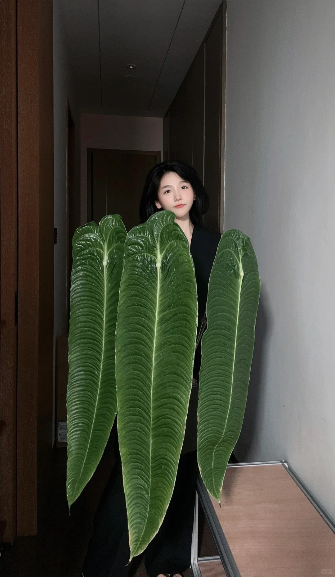 Kh&ocirc;ng phải trầu b&agrave; hay kim tiền, đ&acirc;y mới l&agrave; "vị vua" của g&oacute;c ban c&ocirc;ng năm nay: C&agrave;ng nu&ocirc;i l&aacute; c&agrave;ng to, v&acirc;n hằn cuồn cuộn đẹp ma mị- Ảnh 3.