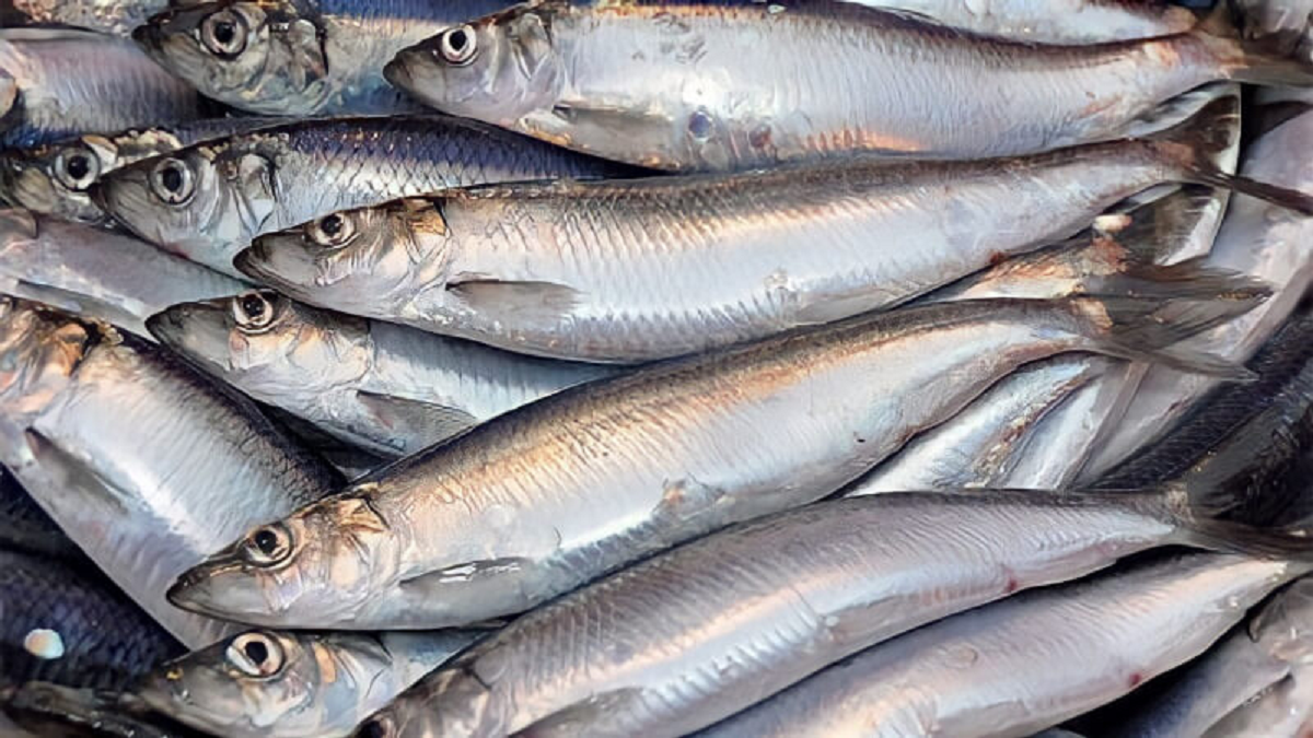 Chuy&ecirc;n gia Mỹ khen loại c&aacute; "tốt nhất thế giới", h&oacute;a ra ở Việt Nam hễ ra chợ l&agrave; thấy- Ảnh 1.