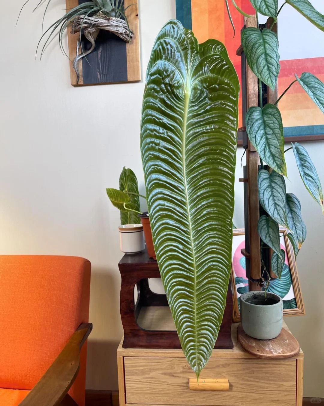 Kh&ocirc;ng phải trầu b&agrave; hay kim tiền, đ&acirc;y mới l&agrave; "vị vua" của g&oacute;c ban c&ocirc;ng năm nay: C&agrave;ng nu&ocirc;i l&aacute; c&agrave;ng to, v&acirc;n hằn cuồn cuộn đẹp ma mị- Ảnh 10.