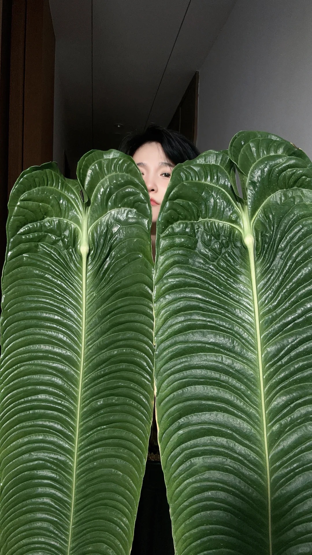 Kh&ocirc;ng phải trầu b&agrave; hay kim tiền, đ&acirc;y mới l&agrave; "vị vua" của g&oacute;c ban c&ocirc;ng năm nay: C&agrave;ng nu&ocirc;i l&aacute; c&agrave;ng to, v&acirc;n hằn cuồn cuộn đẹp ma mị- Ảnh 4.