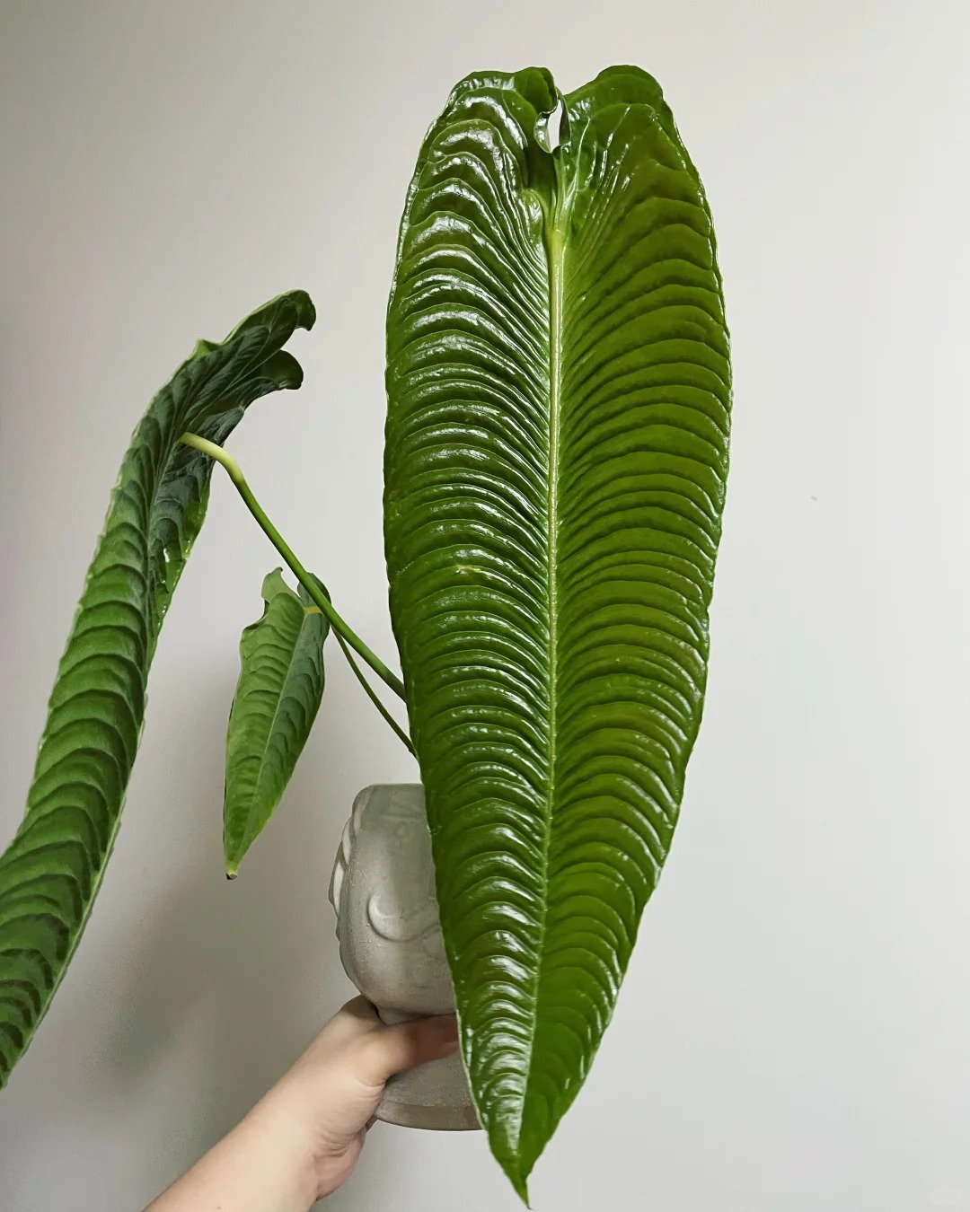 Kh&ocirc;ng phải trầu b&agrave; hay kim tiền, đ&acirc;y mới l&agrave; "vị vua" của g&oacute;c ban c&ocirc;ng năm nay: C&agrave;ng nu&ocirc;i l&aacute; c&agrave;ng to, v&acirc;n hằn cuồn cuộn đẹp ma mị- Ảnh 12.