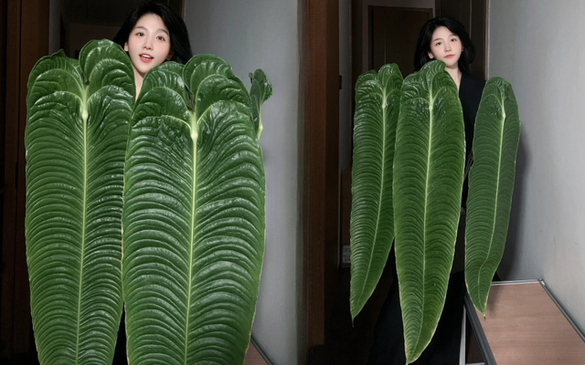 Kh&ocirc;ng phải trầu b&agrave; hay kim tiền, đ&acirc;y mới l&agrave; "vị vua" của g&oacute;c ban c&ocirc;ng năm nay: C&agrave;ng nu&ocirc;i l&aacute; c&agrave;ng to, v&acirc;n hằn cuồn cuộn đẹp ma mị- Ảnh 1.