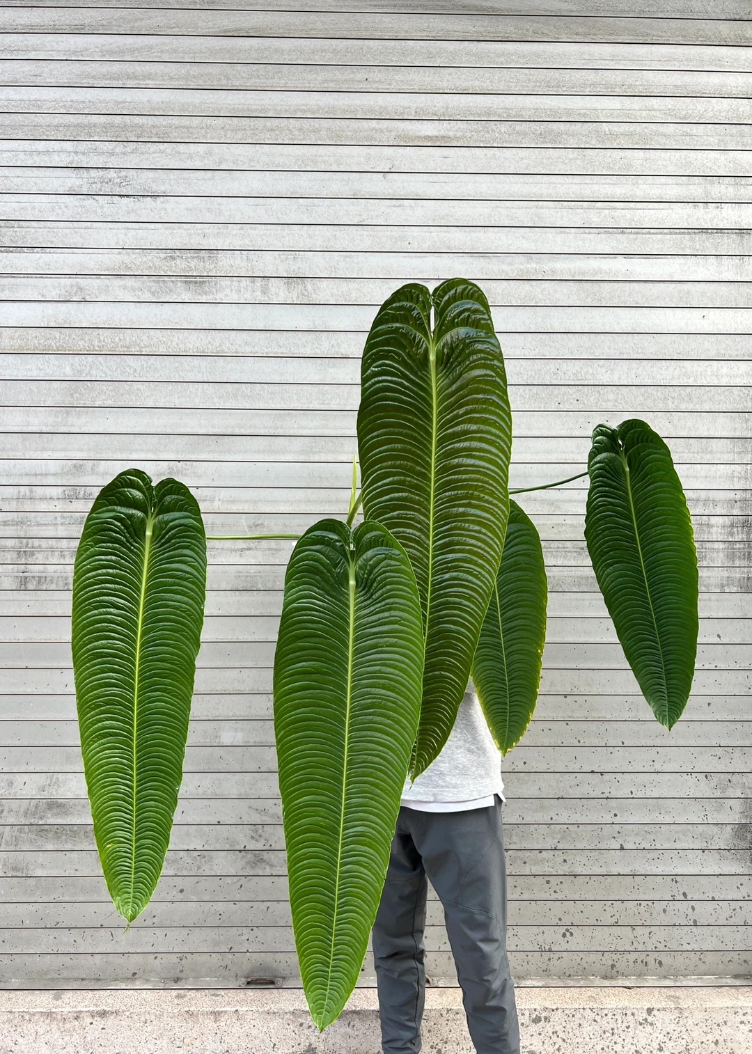 Kh&ocirc;ng phải trầu b&agrave; hay kim tiền, đ&acirc;y mới l&agrave; "vị vua" của g&oacute;c ban c&ocirc;ng năm nay: C&agrave;ng nu&ocirc;i l&aacute; c&agrave;ng to, v&acirc;n hằn cuồn cuộn đẹp ma mị- Ảnh 13.