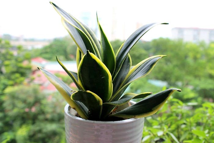 5 loại c&acirc;y &ldquo;ch&acirc;n &aacute;i&rdquo; cho ban c&ocirc;ng: đẹp, dễ trồng, phong thuỷ cực tốt- Ảnh 3.