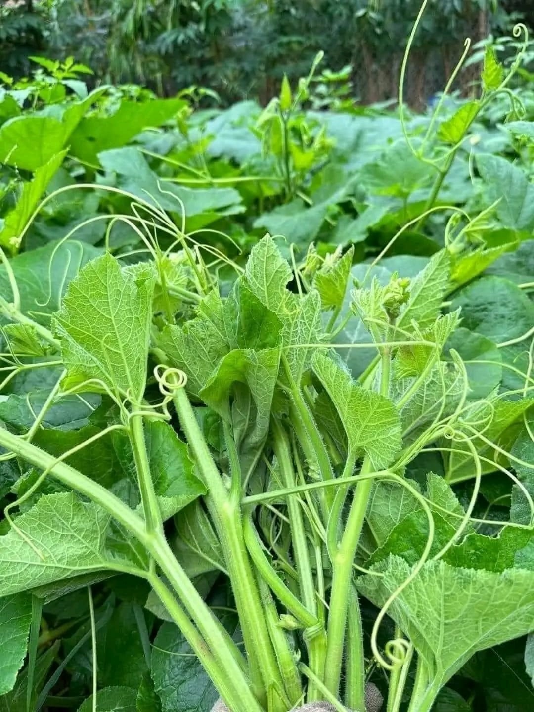 Loại rau x&agrave;o tỏi vạn người m&ecirc;, "nhẹ bụng m&agrave; nhiều gi&aacute; trị"- Ảnh 1.