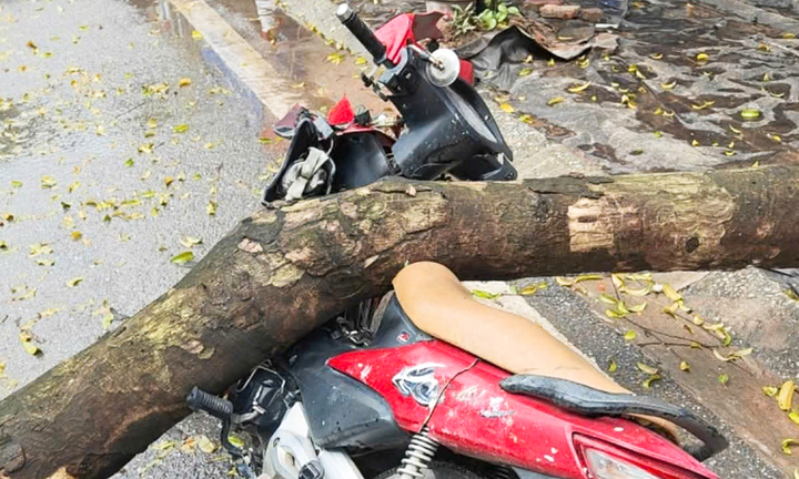 C&acirc;y xanh bật gốc đ&egrave; tr&uacute;ng người đi xe m&aacute;y ở H&agrave; Nội- Ảnh 2.