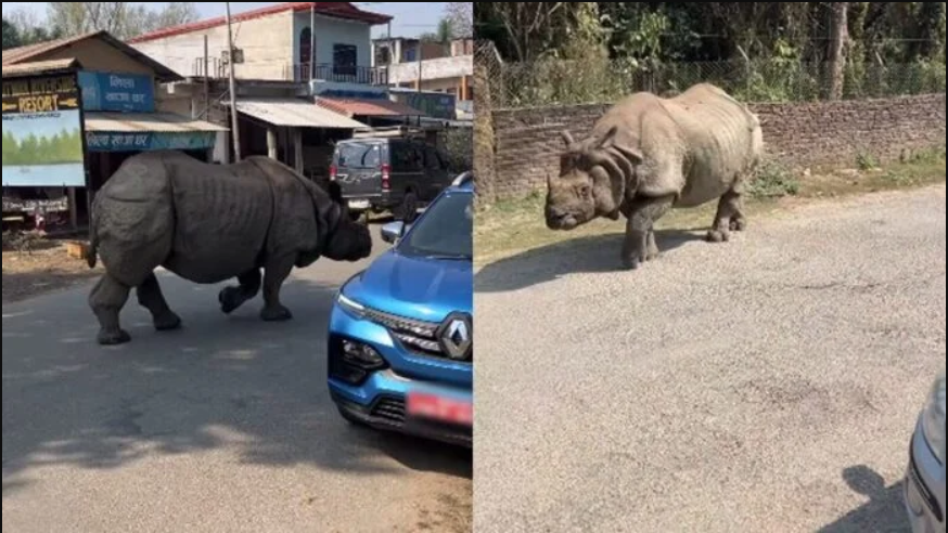 Con thú gần 3 tấn lao tới giữa ban ngày: Du khách lập tức 'đứng hình' suýt không kịp phản ứng- Ảnh 2. Con thú gần 3 tấn lao tới giữa ban ngày: Du khách lập tức 'đứng hình' suýt không kịp phản ứng- Ảnh 2.