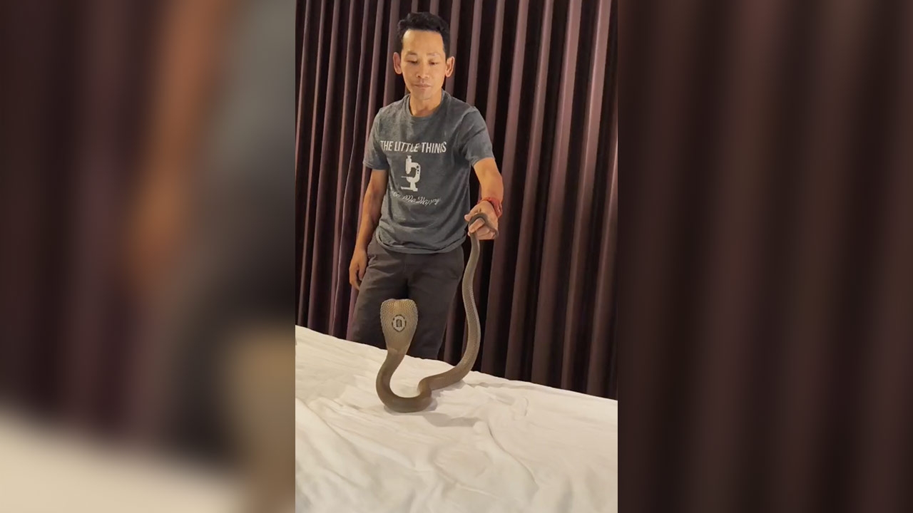 Đang ngủ trong kh&aacute;ch sạn, c&ocirc; g&aacute;i h&eacute;t thất thanh v&igrave; một thứ trườn qua cổ, con vật lộ diện khiến ai cũng lạnh sống lưng- Ảnh 1.