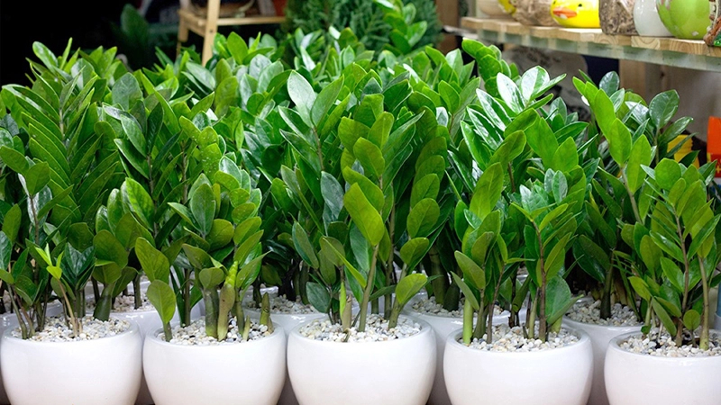 5 loại c&acirc;y &ldquo;ch&acirc;n &aacute;i&rdquo; cho ban c&ocirc;ng: đẹp, dễ trồng, phong thuỷ cực tốt- Ảnh 5.