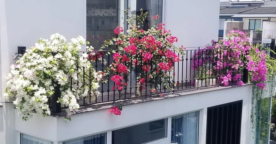 5 loại c&acirc;y &ldquo;ch&acirc;n &aacute;i&rdquo; cho ban c&ocirc;ng: đẹp, dễ trồng, phong thuỷ cực tốt- Ảnh 2.