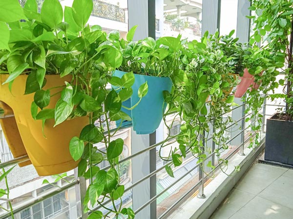 5 loại c&acirc;y &ldquo;ch&acirc;n &aacute;i&rdquo; cho ban c&ocirc;ng: đẹp, dễ trồng, phong thuỷ cực tốt- Ảnh 1.