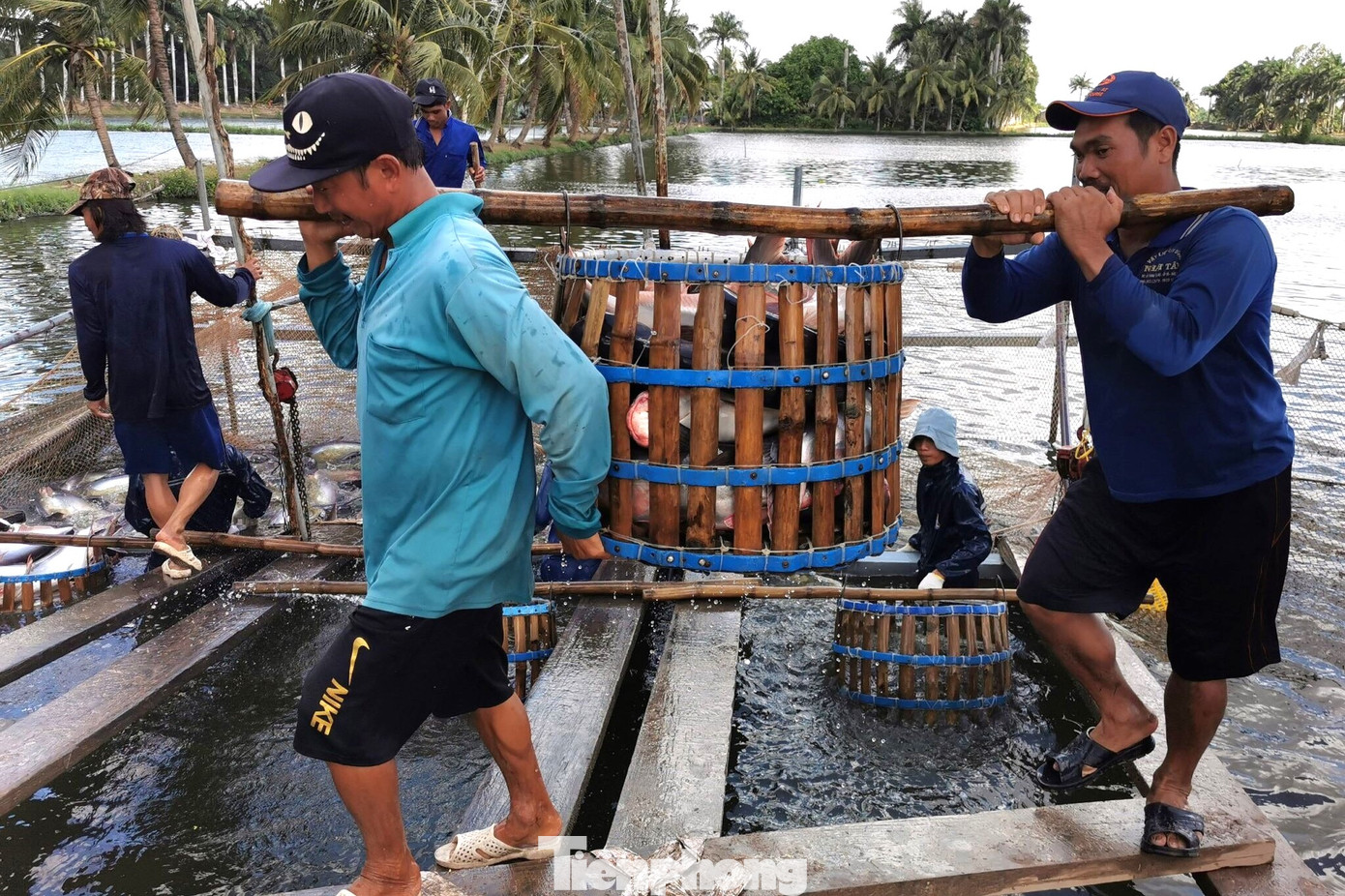 Nh&agrave; h&agrave;ng sushi trong nh&oacute;m &lsquo;kh&oacute; t&iacute;nh&rsquo; nhất thế giới d&ugrave;ng c&aacute; tra Việt Nam- Ảnh 1.