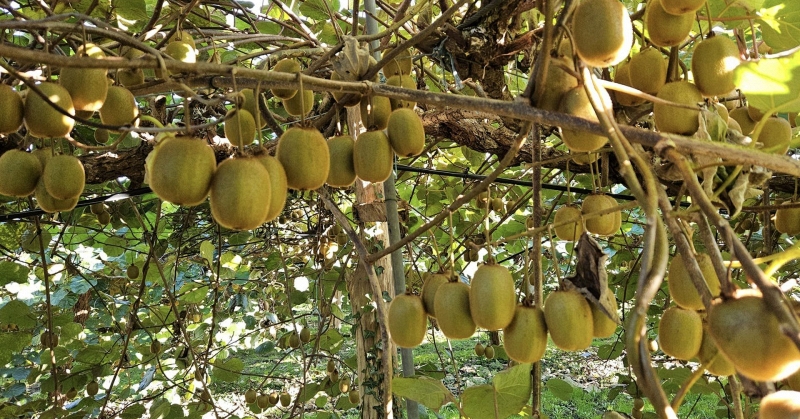 Ung thư rất &ldquo;sợ&rdquo; 6 loại quả n&agrave;y, dễ kiếm ở Việt Nam nhưng chưa phải ai cũng biết tận dụng