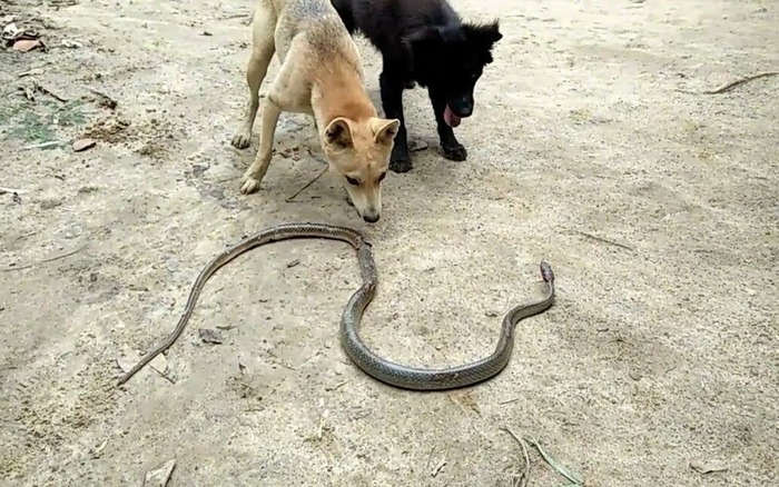 6 thứ rắn cực kỵ, chạm mặt l&agrave; "quay xe"- Ảnh 2.