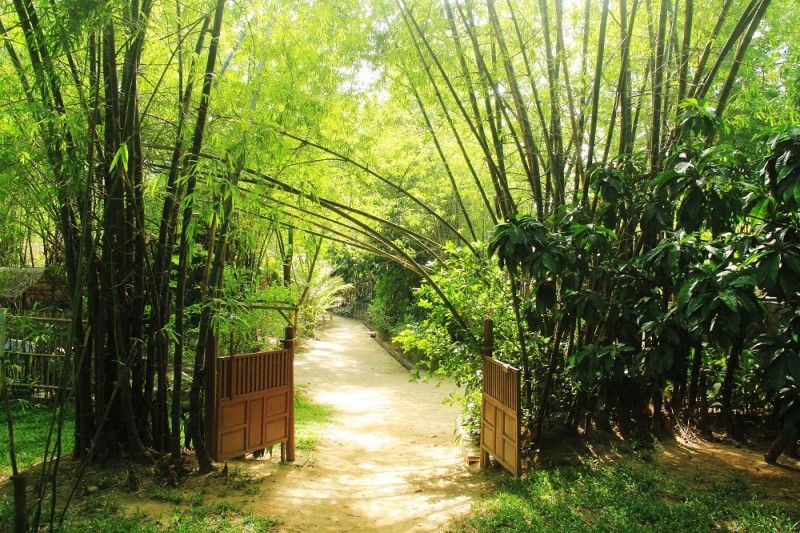 4 loại cây phổ biến ở Việt Nam nhưng dễ thu hút rắn vào nhà, gia chủ cần hết sức cảnh giác- Ảnh 2. 4 loại cây phổ biến ở Việt Nam nhưng dễ thu hút rắn vào nhà, gia chủ cần hết sức cảnh giác- Ảnh 2.