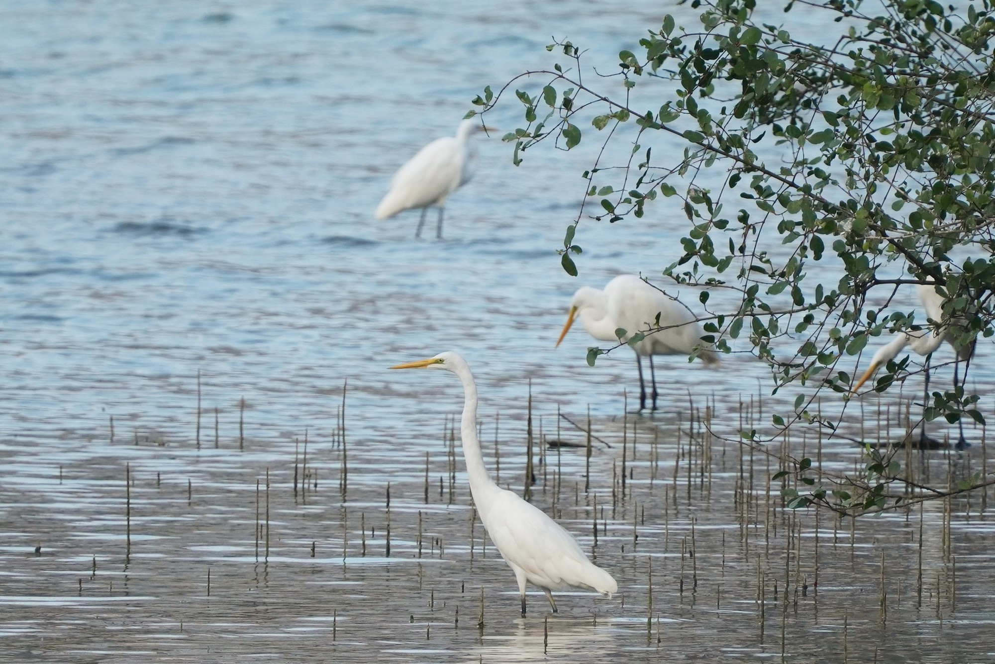 H&igrave;nh ảnh đ&agrave;n c&ograve; về kiếm ăn b&ecirc;n s&ocirc;ng H&agrave;n, giữa trung t&acirc;m Đ&agrave; Nẵng- Ảnh 8.