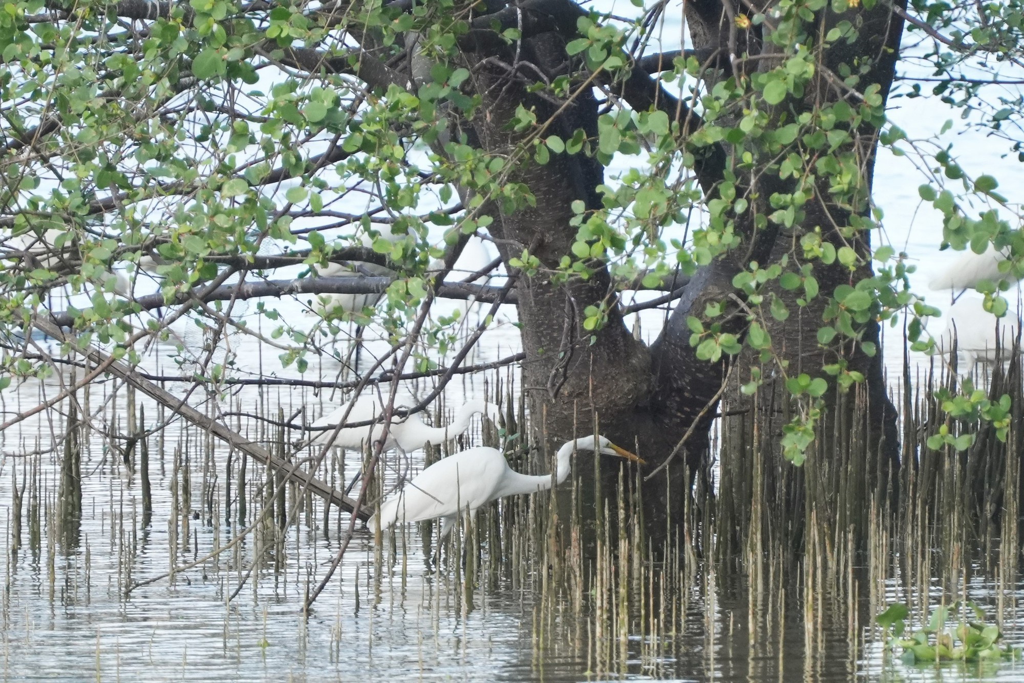H&igrave;nh ảnh đ&agrave;n c&ograve; về kiếm ăn b&ecirc;n s&ocirc;ng H&agrave;n, giữa trung t&acirc;m Đ&agrave; Nẵng- Ảnh 4.