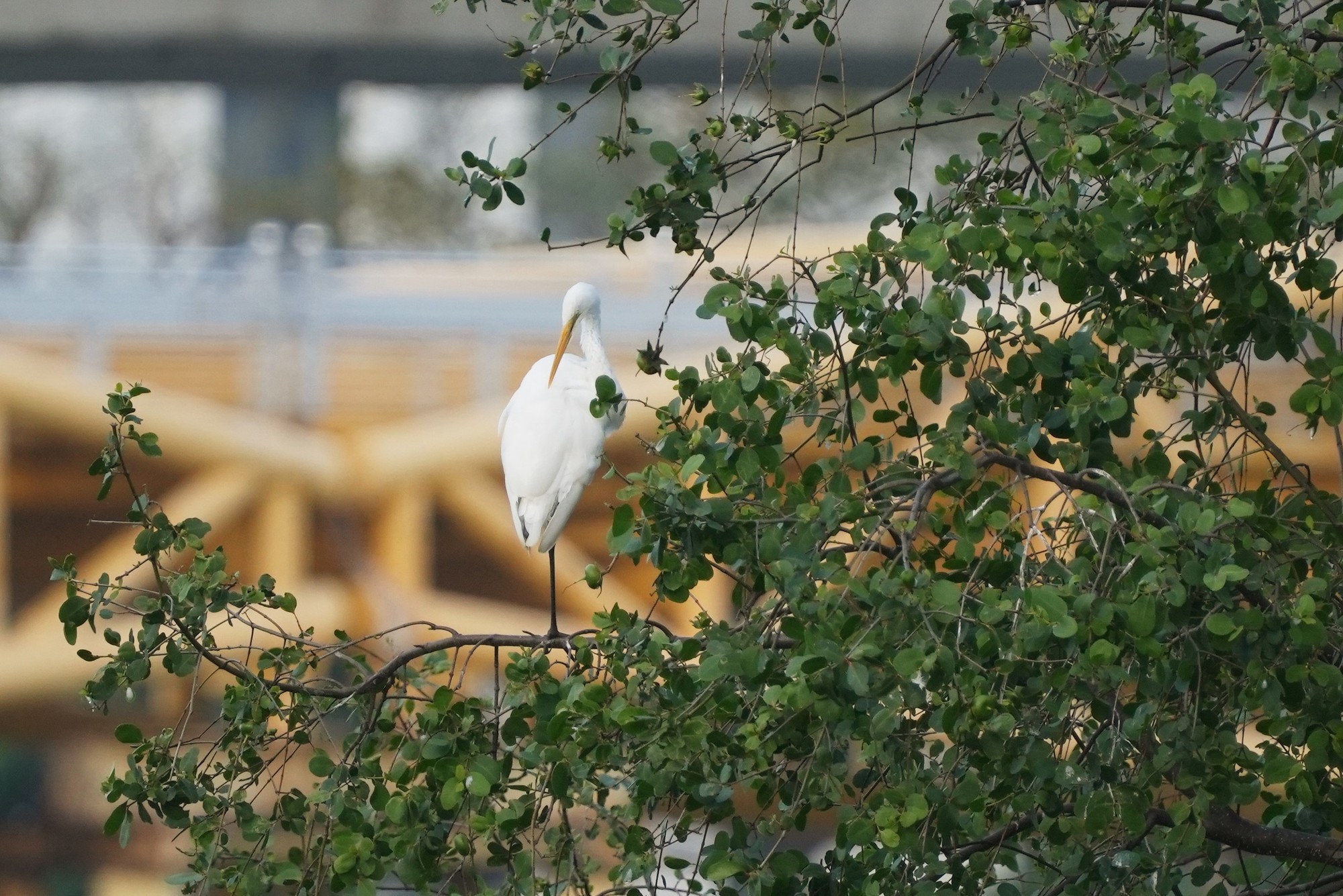 H&igrave;nh ảnh đ&agrave;n c&ograve; về kiếm ăn b&ecirc;n s&ocirc;ng H&agrave;n, giữa trung t&acirc;m Đ&agrave; Nẵng- Ảnh 3.