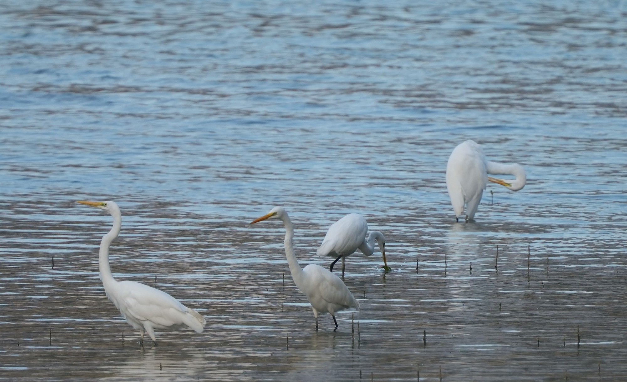 H&igrave;nh ảnh đ&agrave;n c&ograve; về kiếm ăn b&ecirc;n s&ocirc;ng H&agrave;n, giữa trung t&acirc;m Đ&agrave; Nẵng- Ảnh 2.
