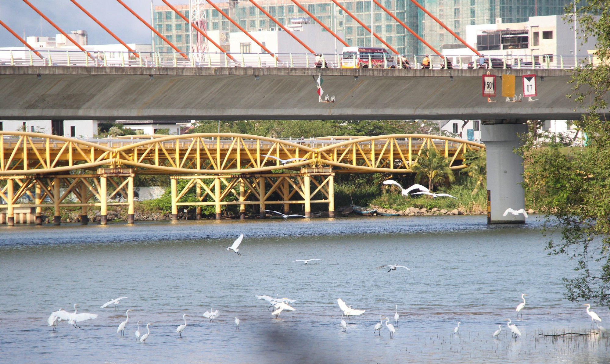 H&igrave;nh ảnh đ&agrave;n c&ograve; về kiếm ăn b&ecirc;n s&ocirc;ng H&agrave;n, giữa trung t&acirc;m Đ&agrave; Nẵng- Ảnh 1.