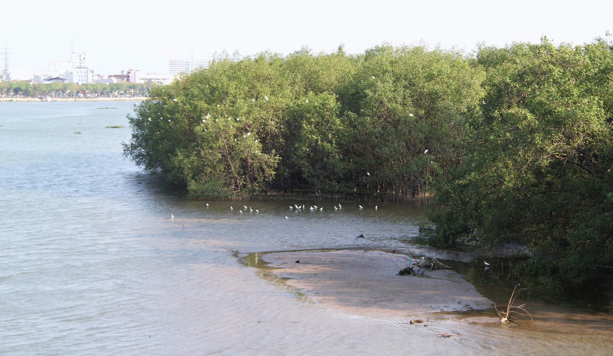 H&igrave;nh ảnh đ&agrave;n c&ograve; về kiếm ăn b&ecirc;n s&ocirc;ng H&agrave;n, giữa trung t&acirc;m Đ&agrave; Nẵng- Ảnh 9.