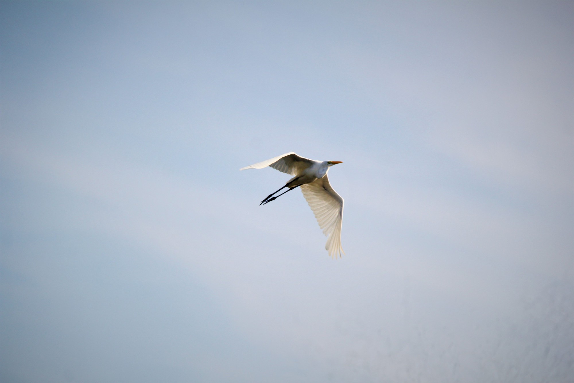 H&igrave;nh ảnh đ&agrave;n c&ograve; về kiếm ăn b&ecirc;n s&ocirc;ng H&agrave;n, giữa trung t&acirc;m Đ&agrave; Nẵng- Ảnh 7.