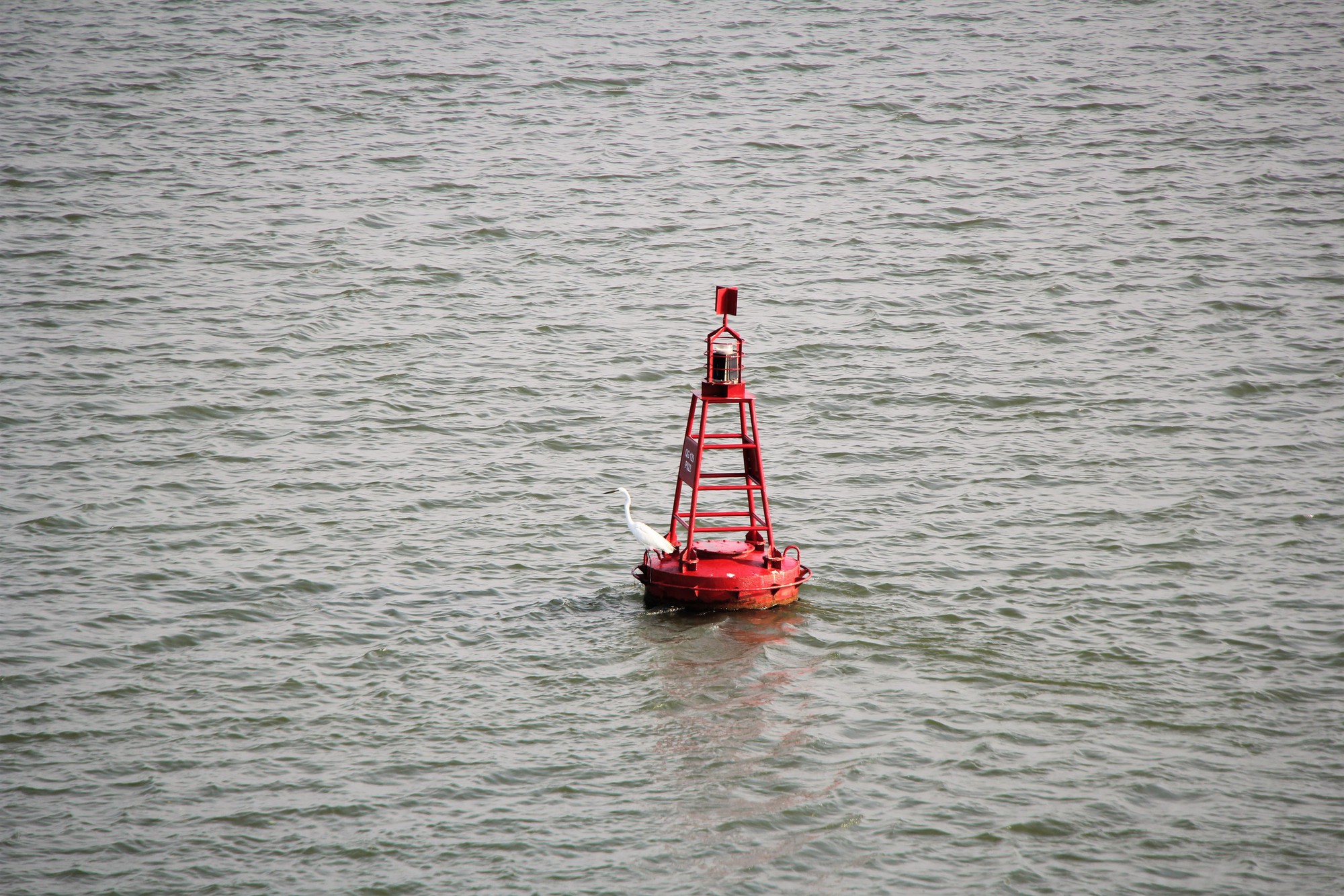 H&igrave;nh ảnh đ&agrave;n c&ograve; về kiếm ăn b&ecirc;n s&ocirc;ng H&agrave;n, giữa trung t&acirc;m Đ&agrave; Nẵng- Ảnh 5.