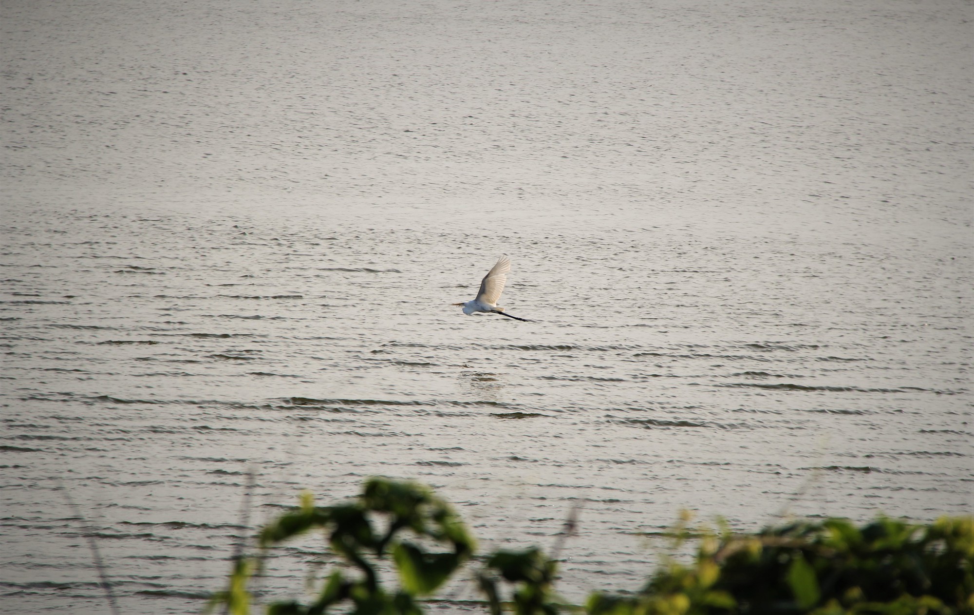 H&igrave;nh ảnh đ&agrave;n c&ograve; về kiếm ăn b&ecirc;n s&ocirc;ng H&agrave;n, giữa trung t&acirc;m Đ&agrave; Nẵng- Ảnh 6.