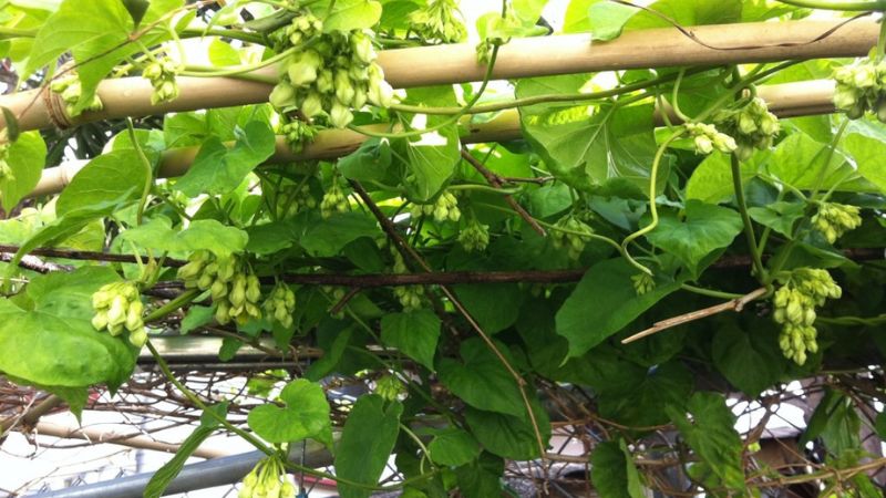 4 loại cây phổ biến ở Việt Nam nhưng dễ thu hút rắn vào nhà, gia chủ cần hết sức cảnh giác- Ảnh 1. 4 loại cây phổ biến ở Việt Nam nhưng dễ thu hút rắn vào nhà, gia chủ cần hết sức cảnh giác- Ảnh 1.