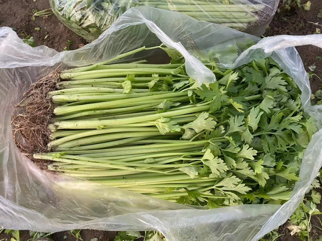 5 loại rau quen thuộc l&agrave; ''ổ chứa k&yacute; sinh tr&ugrave;ng'': Mắt thường kh&ocirc;ng thấy, nhiều người vẫn v&ocirc; tư ăn sống- Ảnh 1.