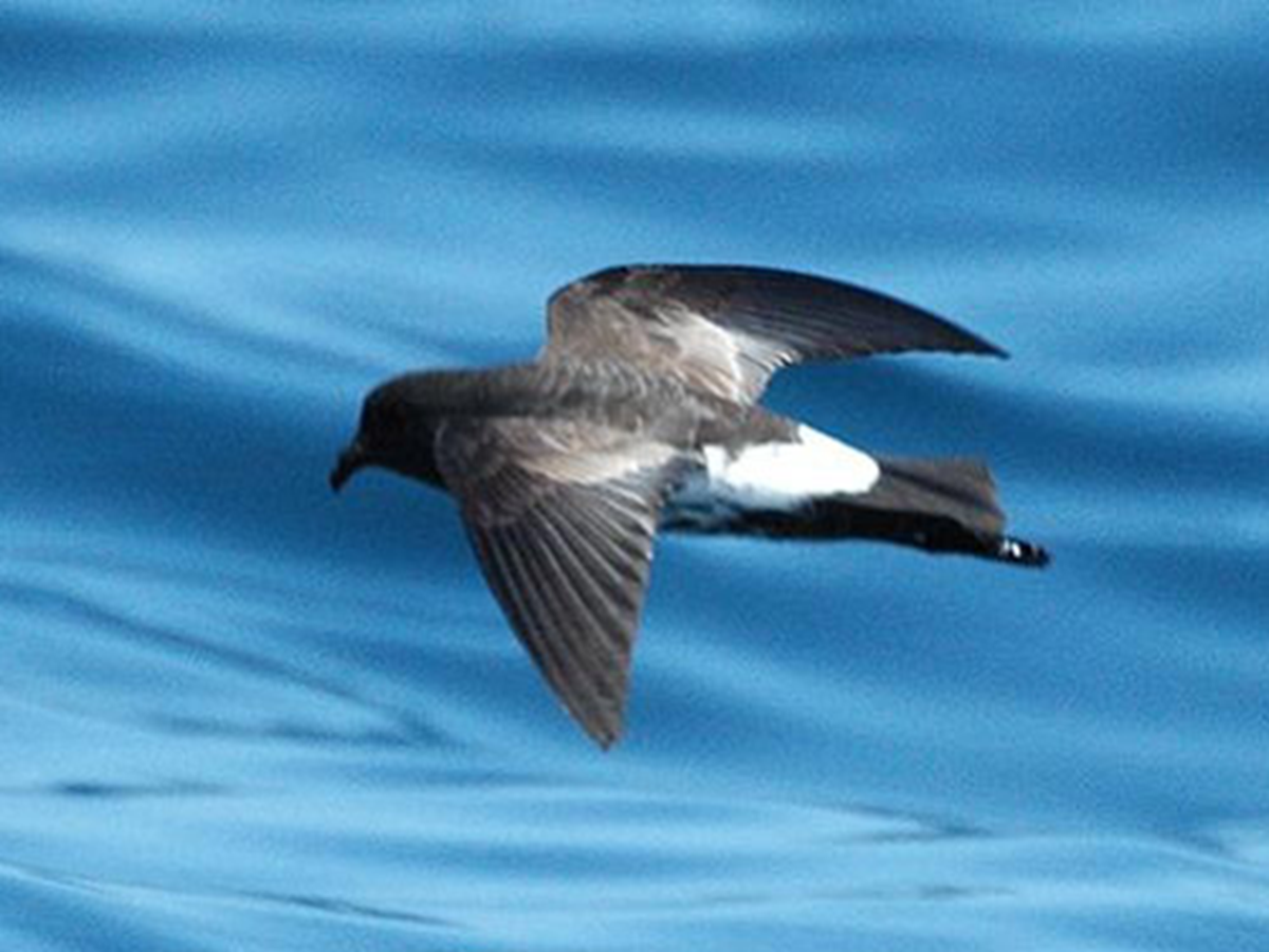 Lo&agrave;i vật qu&yacute; hiếm bậc nhất h&agrave;nh tinh, tưởng tuyệt chủng 100 năm bất ngờ "t&aacute;i xuất" qua một quả trứng nhỏ- Ảnh 2.