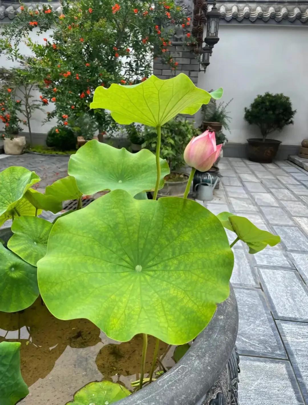 Bỏ phố về qu&ecirc;, người đ&agrave;n &ocirc;ng cải tạo s&acirc;n 100m&sup2; đẹp suốt 4 m&ugrave;a: Kh&ocirc;ng cần gi&agrave;u vẫn sống an y&ecirc;n- Ảnh 12.