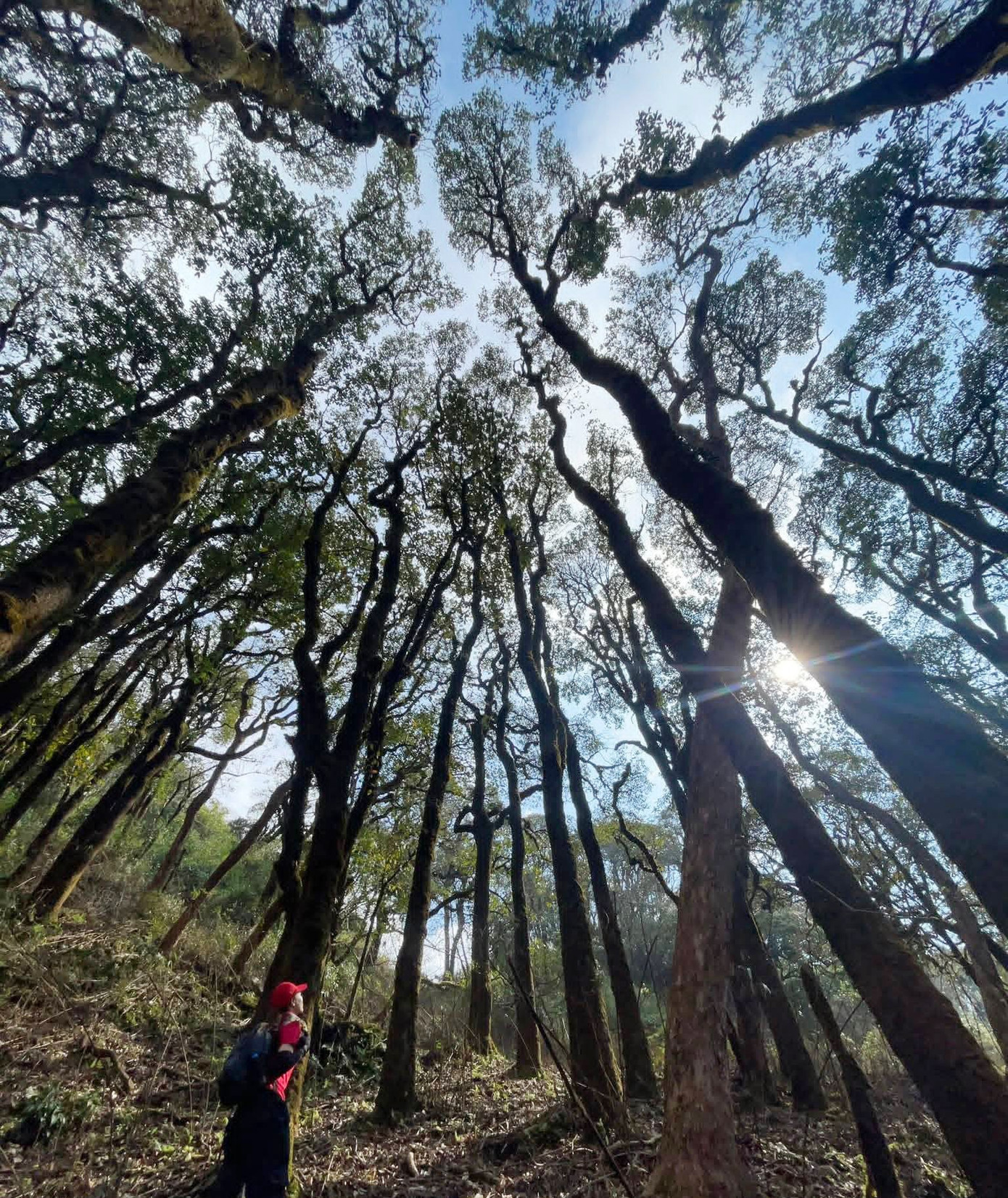 Mục sở thị khu rừng nguy&ecirc;n sinh 'độc nhất v&ocirc; nhị' ở Sơn La- Ảnh 4.