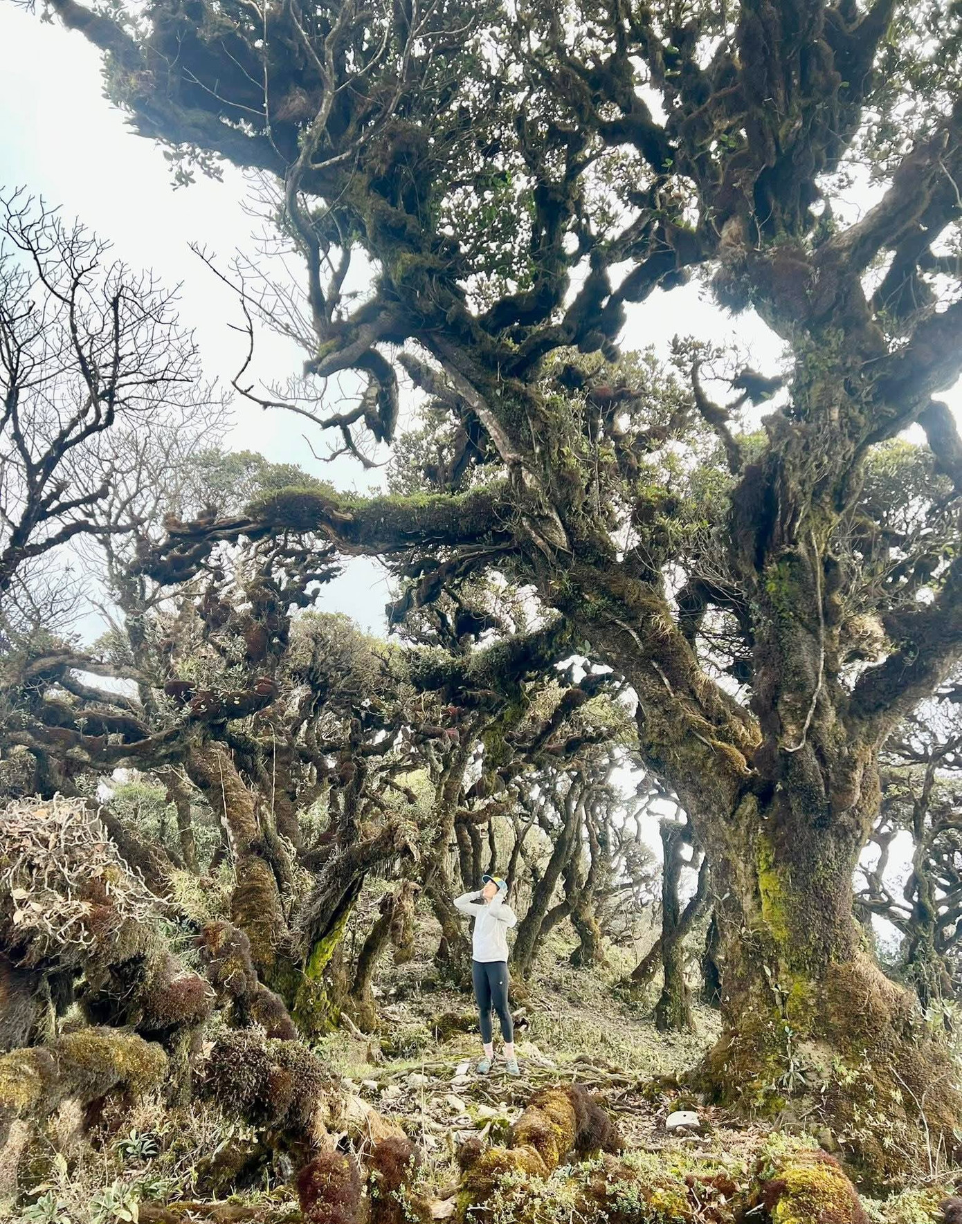 Mục sở thị khu rừng nguy&ecirc;n sinh 'độc nhất v&ocirc; nhị' ở Sơn La- Ảnh 16.