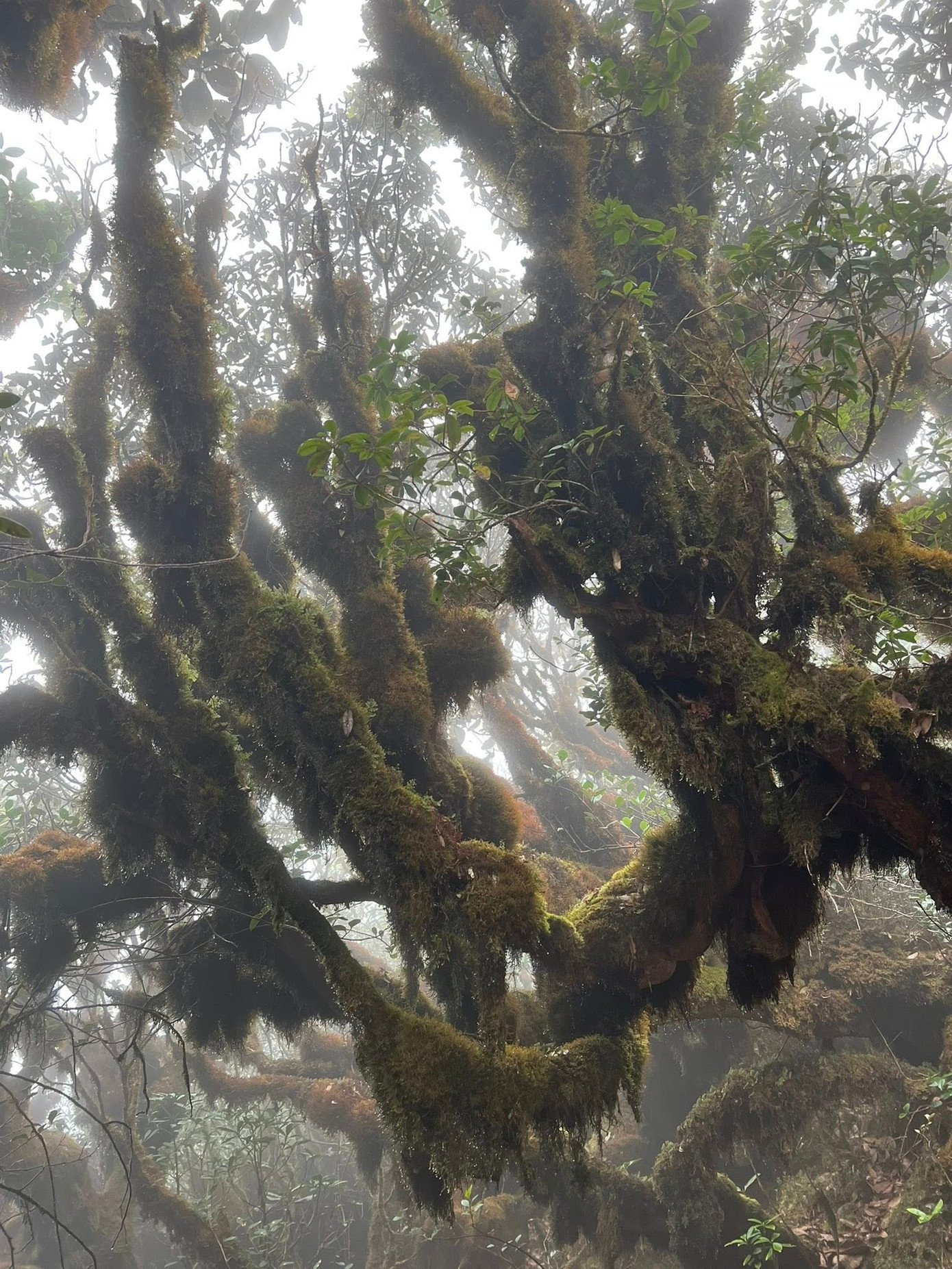 Mục sở thị khu rừng nguy&ecirc;n sinh 'độc nhất v&ocirc; nhị' ở Sơn La- Ảnh 9.