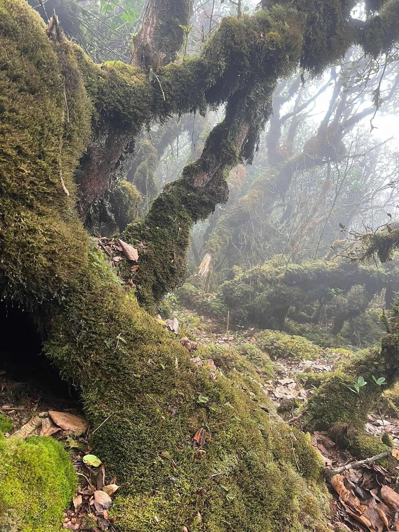 Mục sở thị khu rừng nguy&ecirc;n sinh 'độc nhất v&ocirc; nhị' ở Sơn La- Ảnh 8.