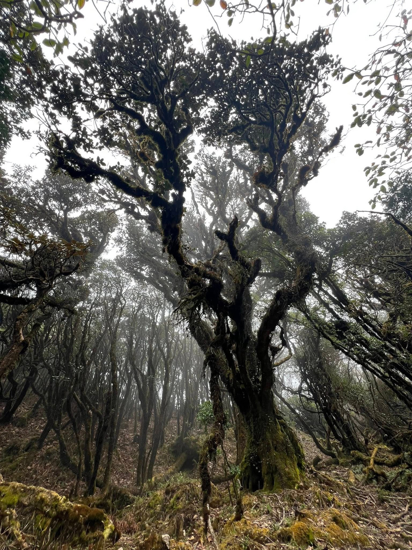 Mục sở thị khu rừng nguy&ecirc;n sinh 'độc nhất v&ocirc; nhị' ở Sơn La- Ảnh 3.