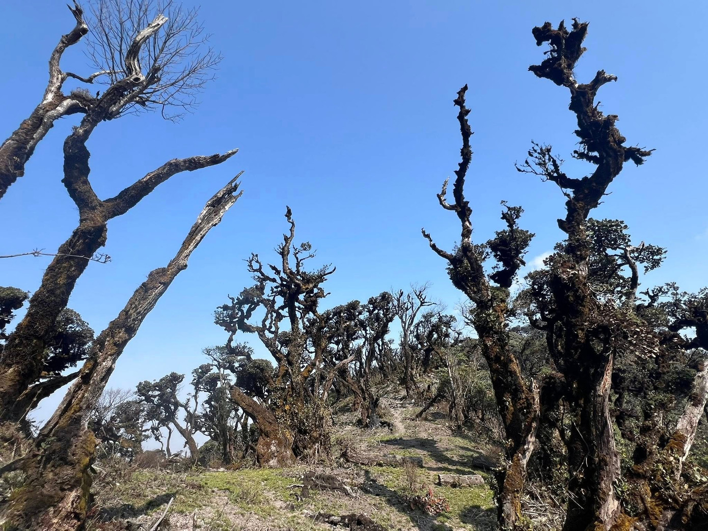 Mục sở thị khu rừng nguy&ecirc;n sinh 'độc nhất v&ocirc; nhị' ở Sơn La- Ảnh 10.