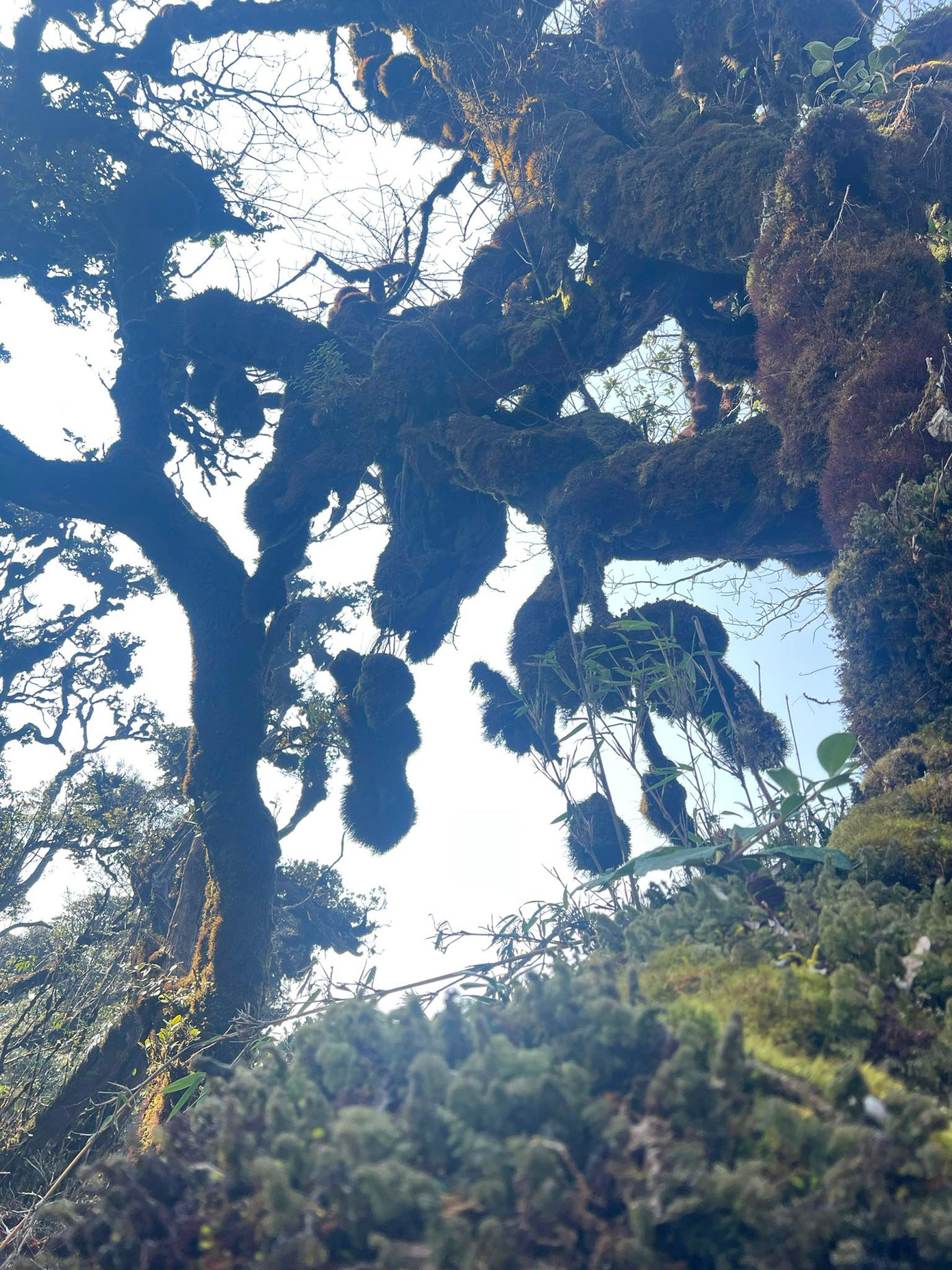 Mục sở thị khu rừng nguy&ecirc;n sinh 'độc nhất v&ocirc; nhị' ở Sơn La- Ảnh 15.