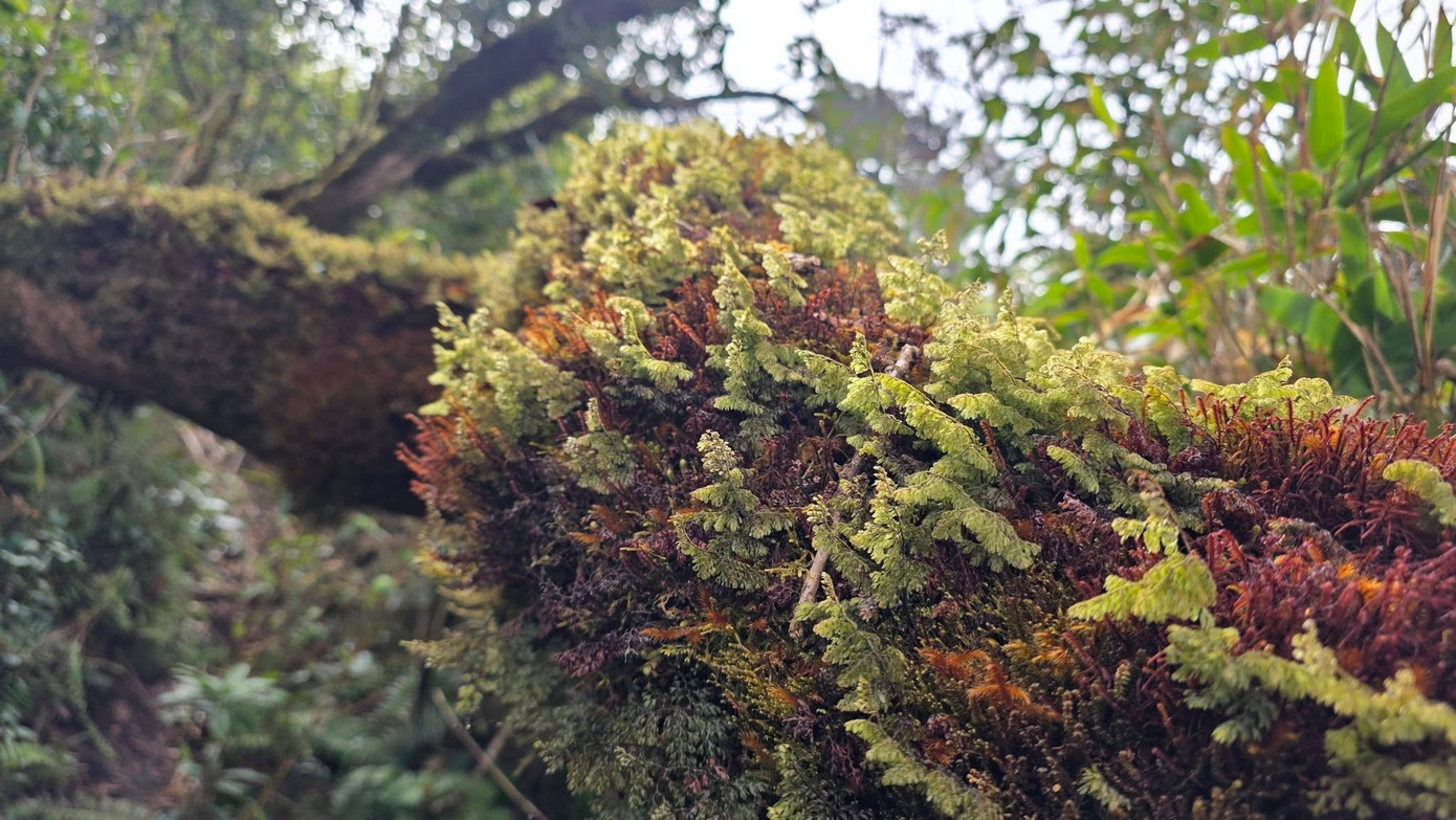 Mục sở thị khu rừng nguy&ecirc;n sinh 'độc nhất v&ocirc; nhị' ở Sơn La- Ảnh 13.