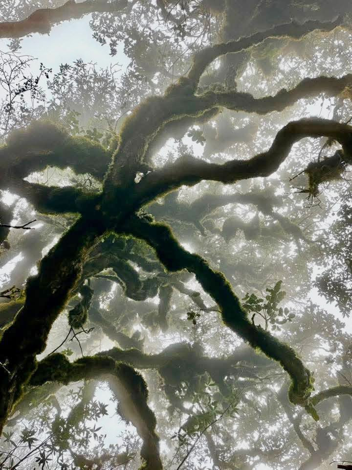 Mục sở thị khu rừng nguy&ecirc;n sinh 'độc nhất v&ocirc; nhị' ở Sơn La- Ảnh 6.