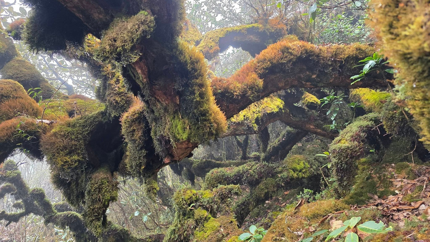 Mục sở thị khu rừng nguy&ecirc;n sinh 'độc nhất v&ocirc; nhị' ở Sơn La- Ảnh 7.