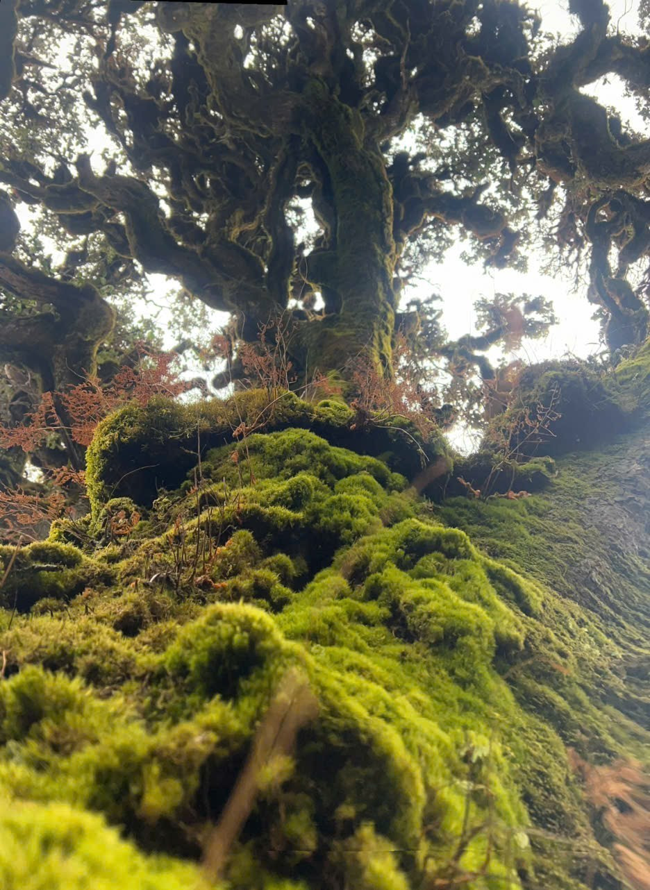 Mục sở thị khu rừng nguy&ecirc;n sinh 'độc nhất v&ocirc; nhị' ở Sơn La- Ảnh 14.