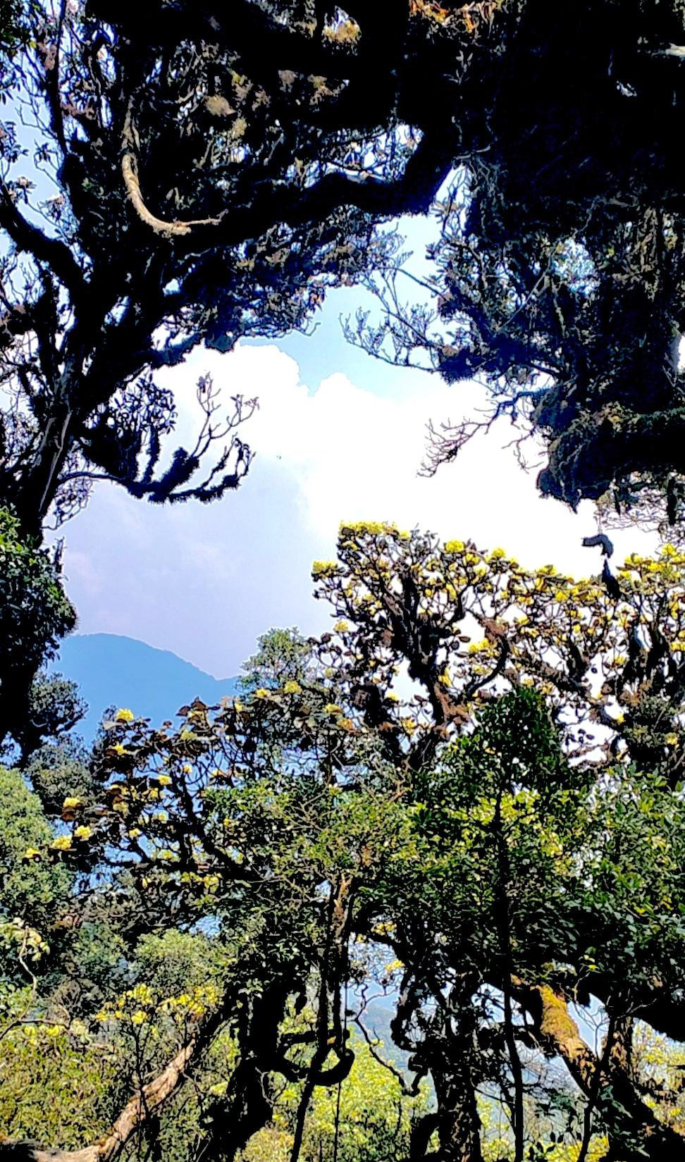 Mục sở thị khu rừng nguy&ecirc;n sinh 'độc nhất v&ocirc; nhị' ở Sơn La- Ảnh 12.