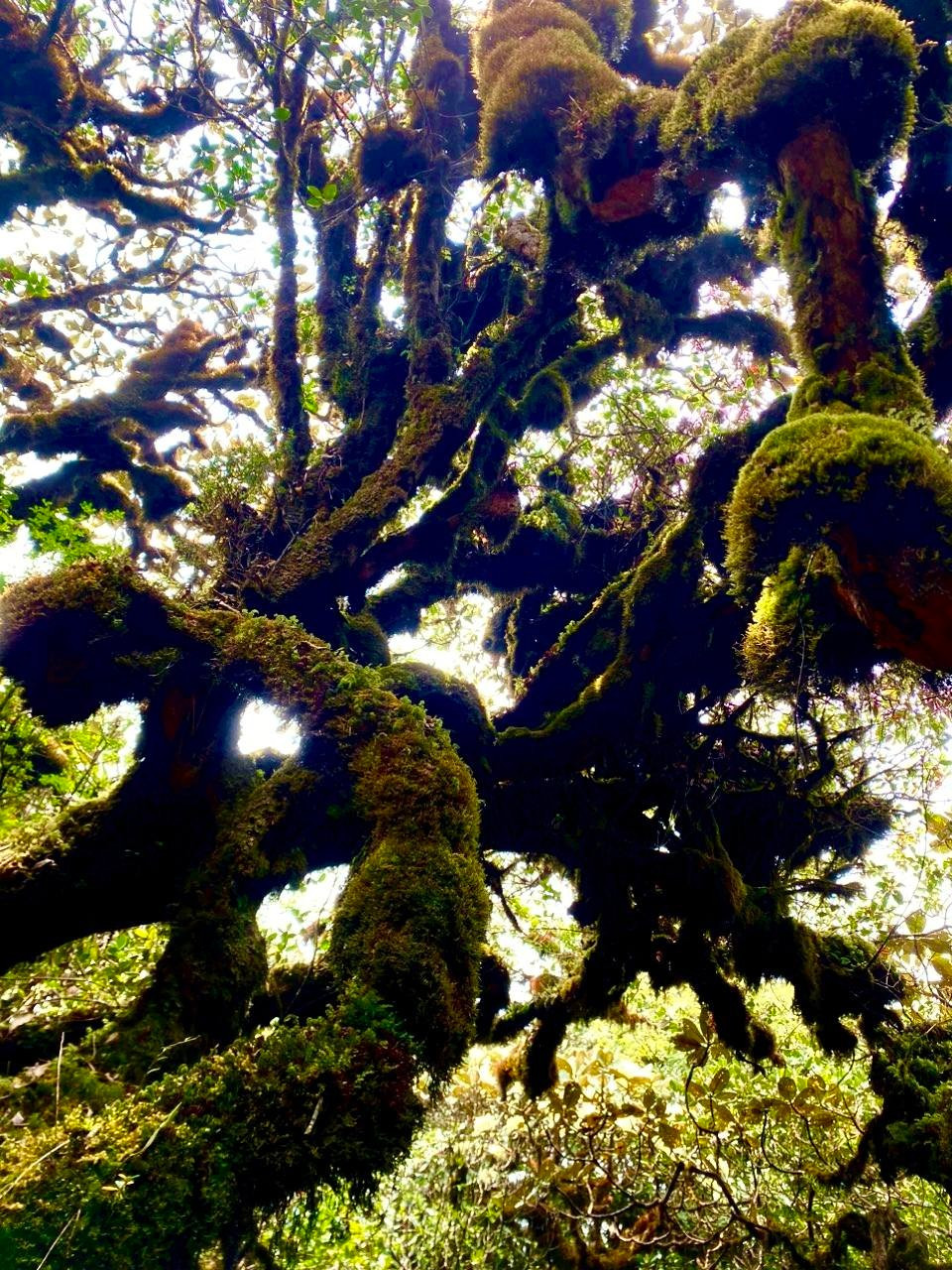 Mục sở thị khu rừng nguy&ecirc;n sinh 'độc nhất v&ocirc; nhị' ở Sơn La- Ảnh 5.