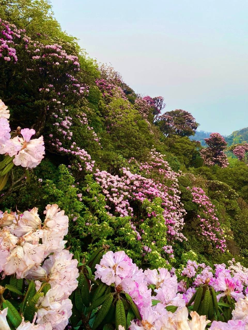 Mục sở thị khu rừng nguy&ecirc;n sinh 'độc nhất v&ocirc; nhị' ở Sơn La- Ảnh 11.