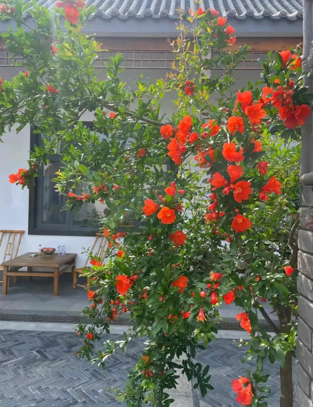 Bỏ phố về qu&ecirc;, người đ&agrave;n &ocirc;ng cải tạo s&acirc;n 100m&sup2; đẹp suốt 4 m&ugrave;a: Kh&ocirc;ng cần gi&agrave;u vẫn sống an y&ecirc;n- Ảnh 11.