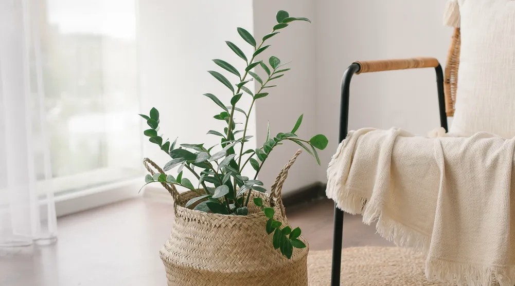 6 việc cần làm với cây kim tiền ngay bây giờ- Ảnh 1. 6 việc cần làm với cây kim tiền ngay bây giờ- Ảnh 1.