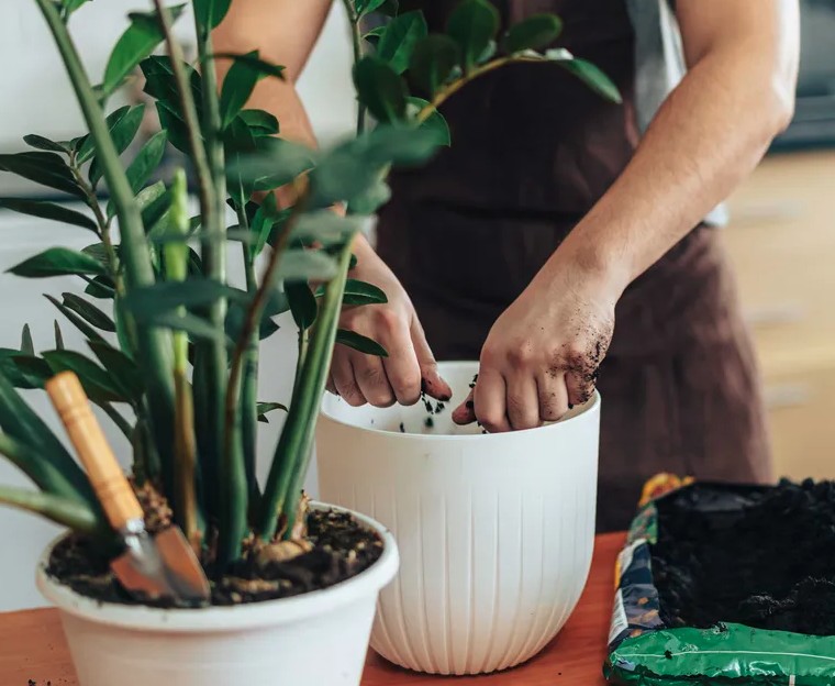 6 việc cần làm với cây kim tiền ngay bây giờ- Ảnh 2. 6 việc cần làm với cây kim tiền ngay bây giờ- Ảnh 2.